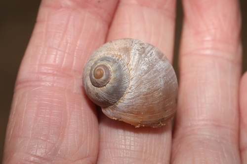 Euspira catena
