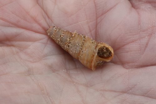 Turritellinella tricarinata