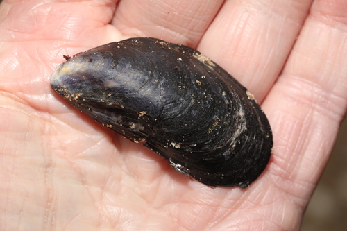 Mytilus edulis