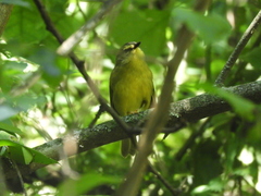 Myiothlypis