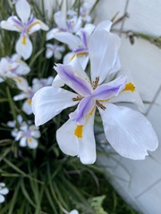 Dietes grandiflora