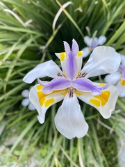 Dietes grandiflora