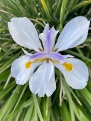 Dietes grandiflora