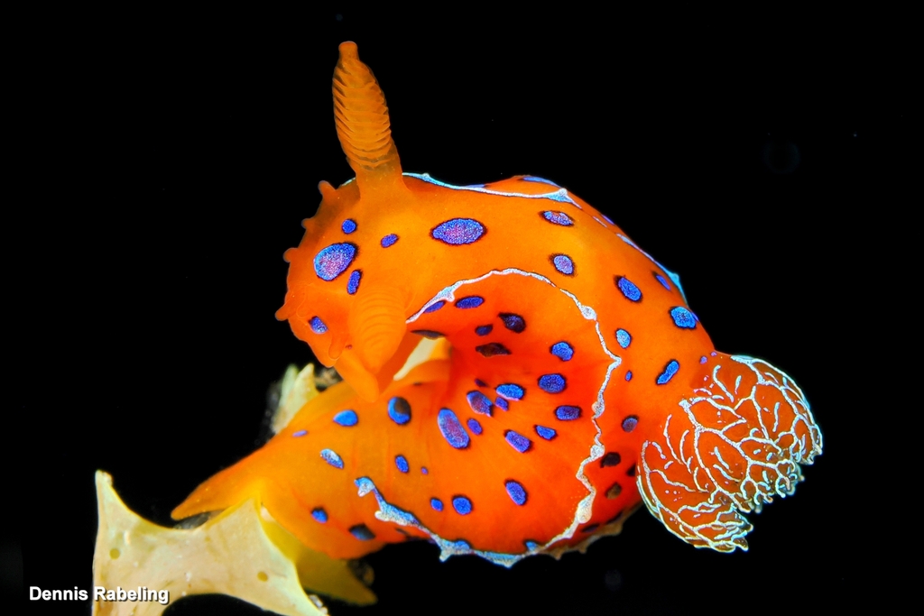 Polycera elegans