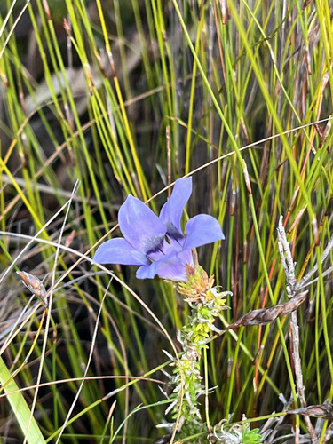 Roella incurva, photograph 4