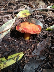 Hygrocybe splendidissima