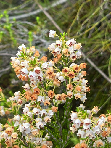 Erica curvirostris, photograph 4