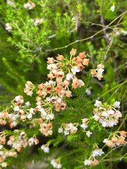 (c) André Deschodt, some rights reserved (CC BY) Erica curvirostris, photograph (c) André Deschodt, some rights reserved (CC BY)
