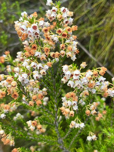 Erica curvirostris, photograph 3