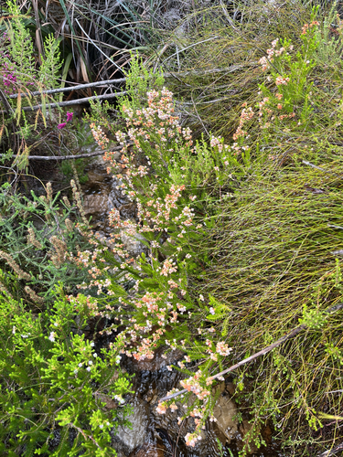 Erica curvirostris, photograph 1