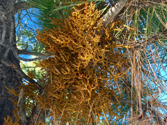 Arceuthobium vaginatum cryptopodum