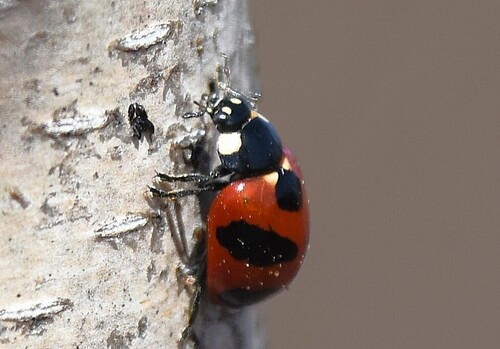 Mountain Lady Beetle (Coccinella monticola), a species recorded in Washington