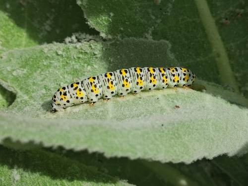 Mullein Moth