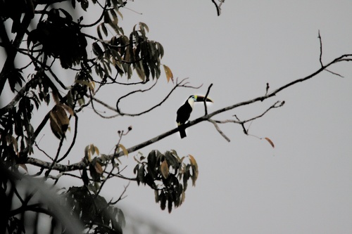 White-throated Toucan (Ramphastos tucanus), photo 4