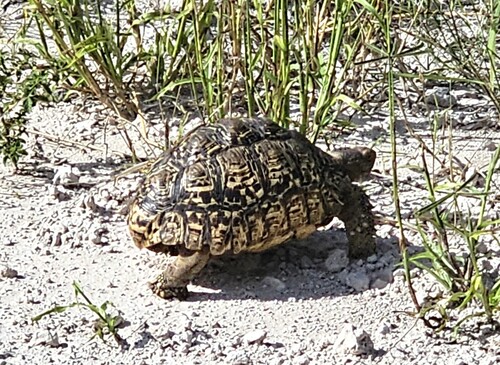 Leopard Tortoise