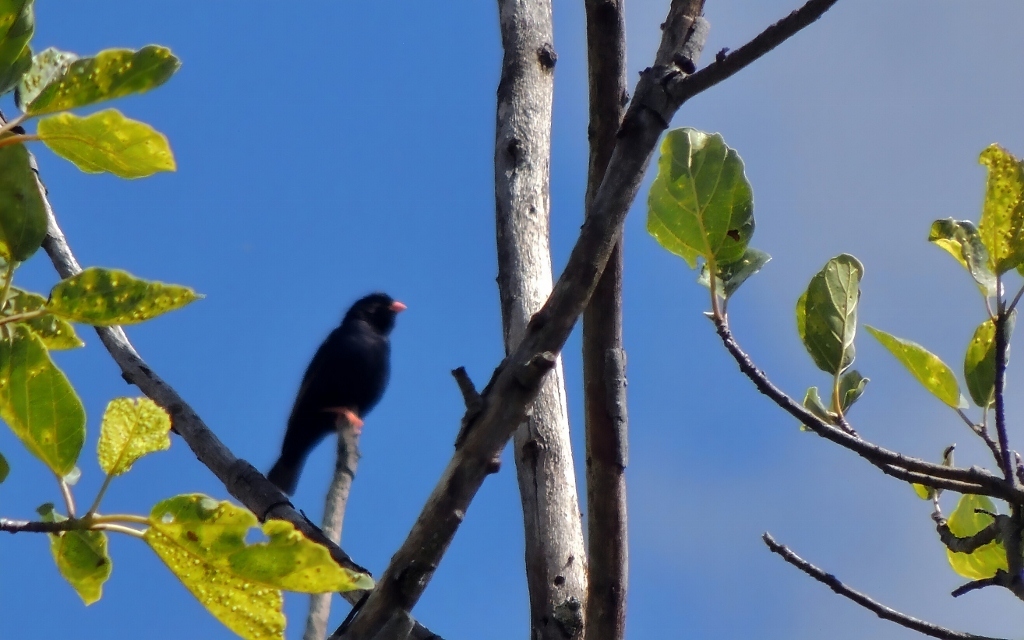 Village Indigobird (Vidua chalybeata), photo 9