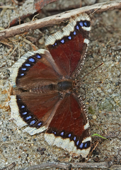 Nymphalis antiopa