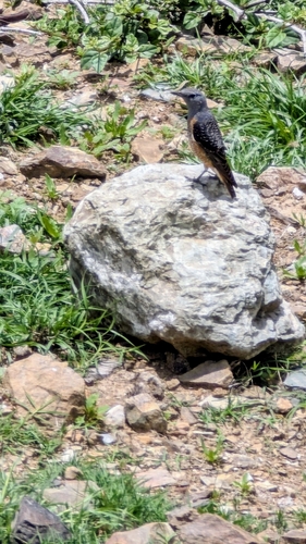 Rufous-tailed Rock-Thrush