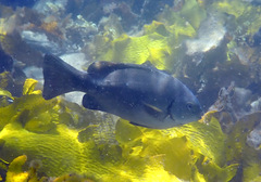 Girella elevata