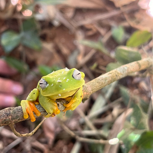 White-edged Tree Frog