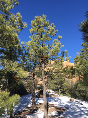 Arceuthobium vaginatum cryptopodum