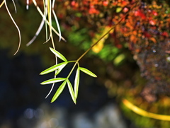 Anisotome filifolia