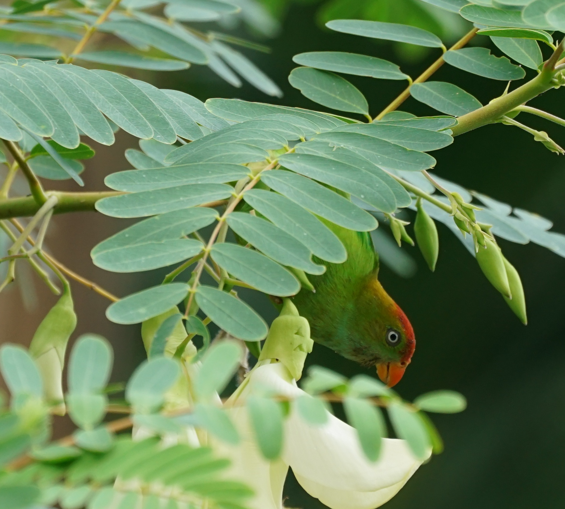 Sri Lanka Hanging Parrot (Loriculus beryllinus), photo 3