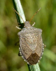 Euschistus conspersus