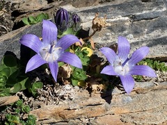 Campanula cenisia