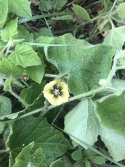 Physalis heterophylla