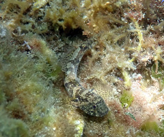 Bathygobius krefftii