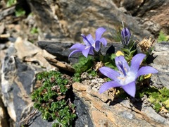 Campanula cenisia