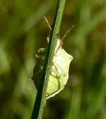 Euschistus conspersus