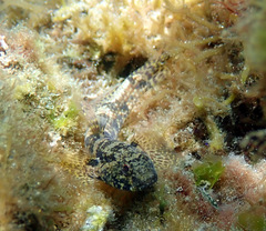 Bathygobius krefftii