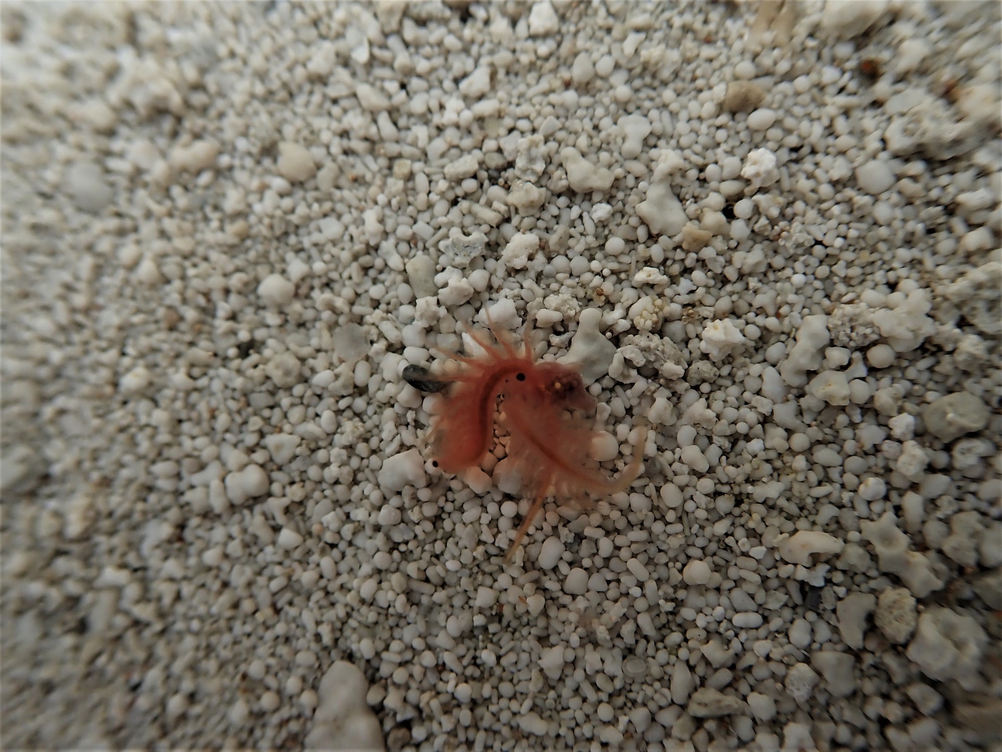 Artemia monica Verrill, 1869