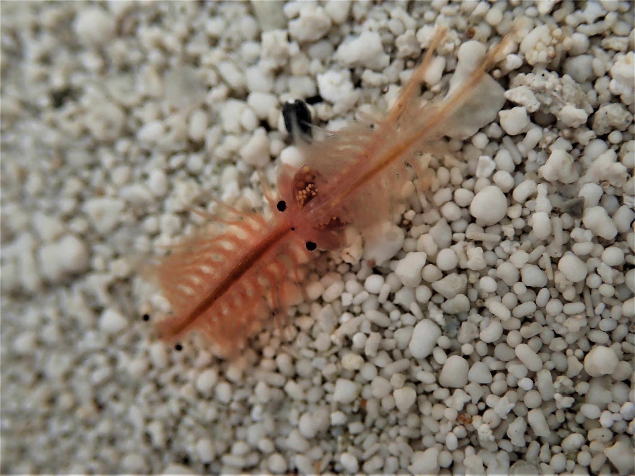 Artemia monica Verrill, 1869