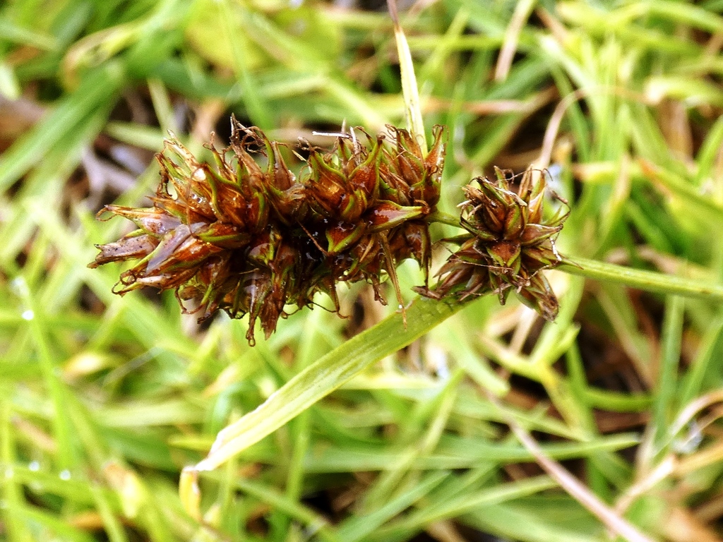 Carex sect. Bracteosae