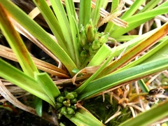 Ribbon Plant (Tristicha)