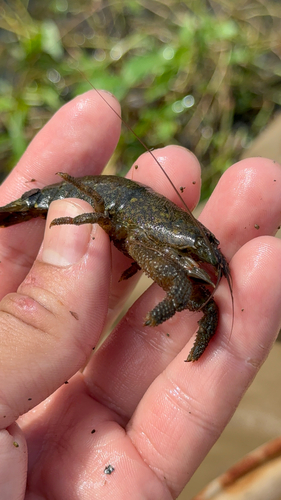 Atya scabra observed 2026-02-22