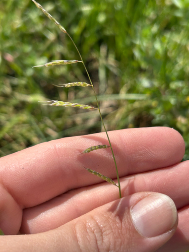 Pleuropogon californicus, 2026-04-26