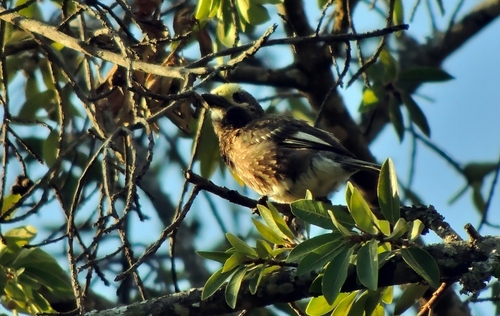 Whyte's Barbet (Stactolaema whytii), photo 2