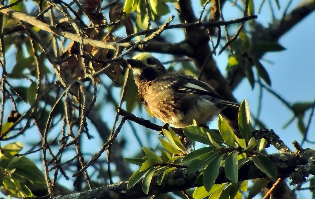 Whyte's Barbet (Stactolaema whytii), photo 2