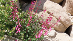Penstemon clevelandii