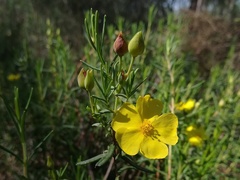 Cistus calycinus