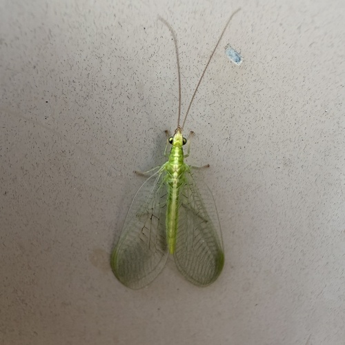 Weeping Green Lacewing photo 4