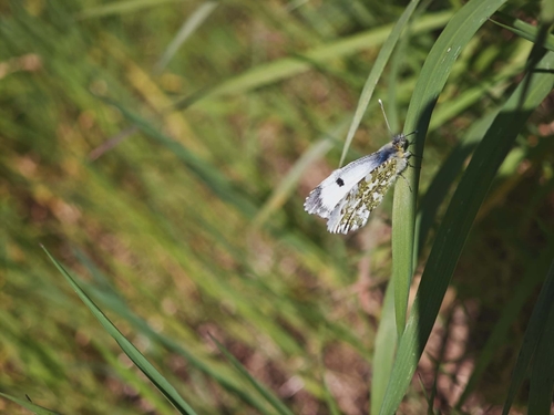 orange-tip