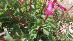 Penstemon clevelandii