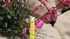 Penstemon clevelandii