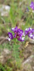 Astragalus lindheimeri