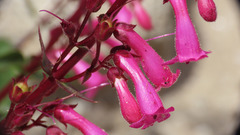 Penstemon clevelandii